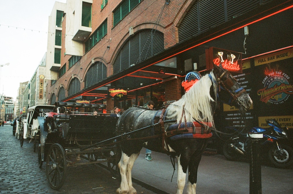 horse