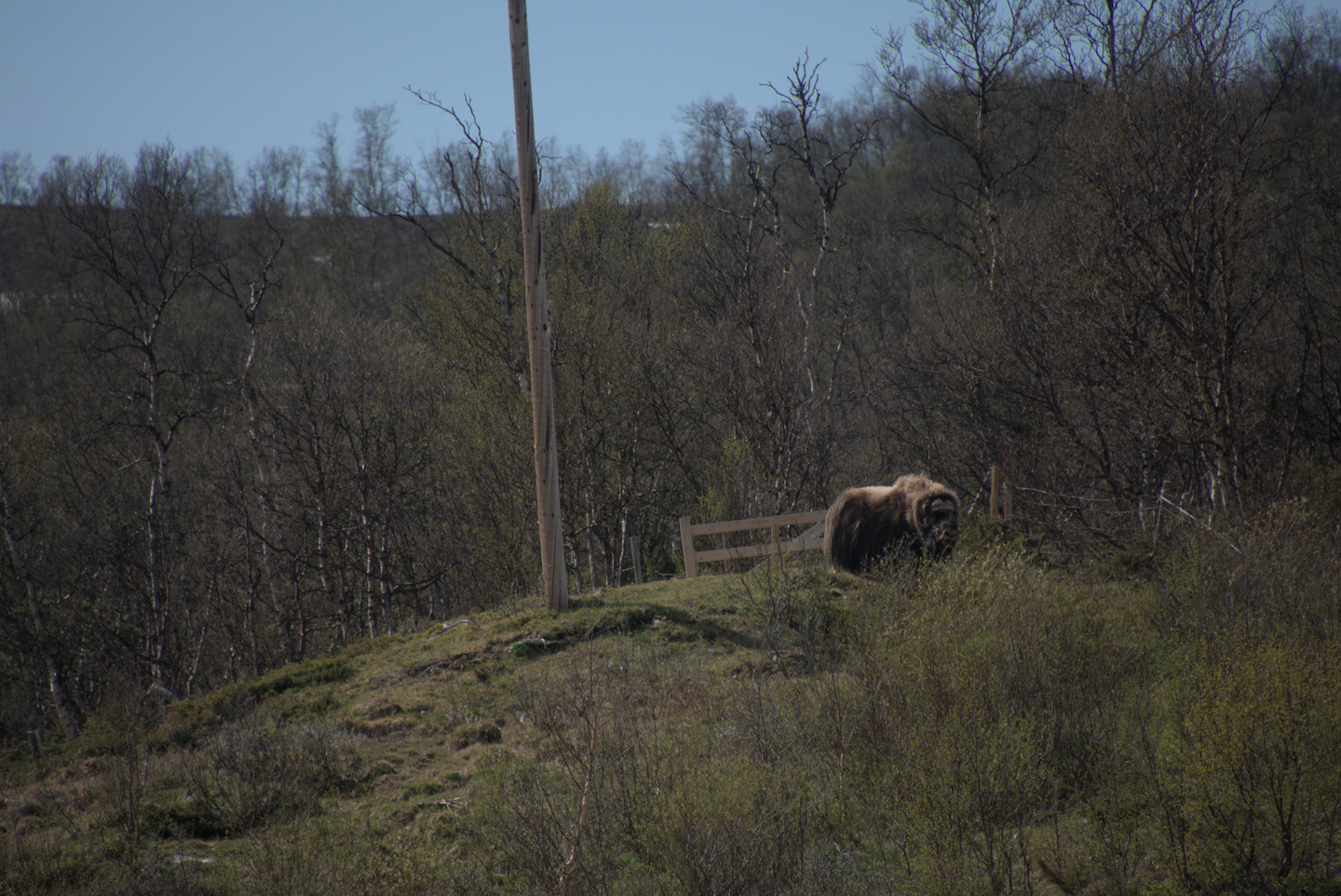 musk-ox