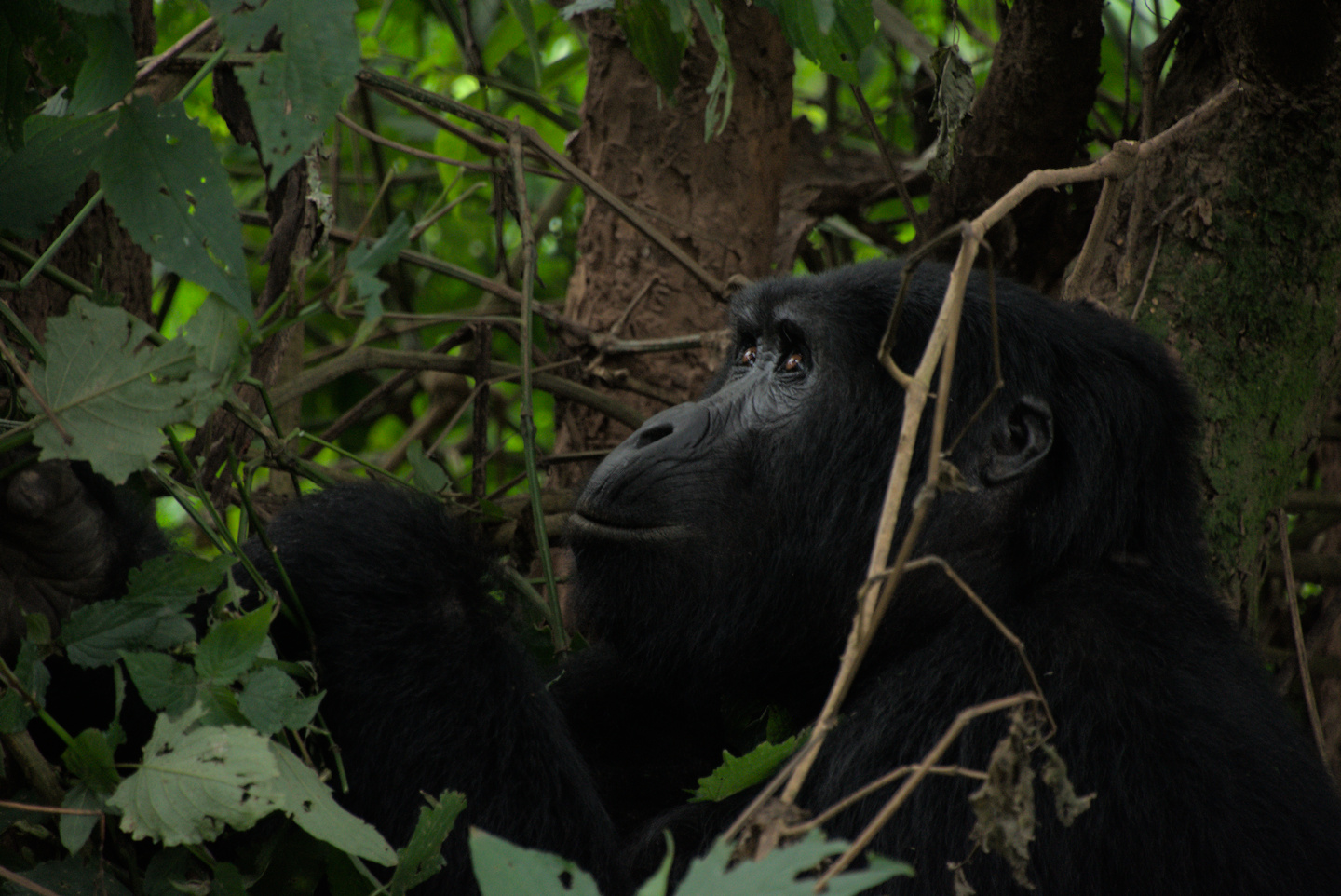 gorilla