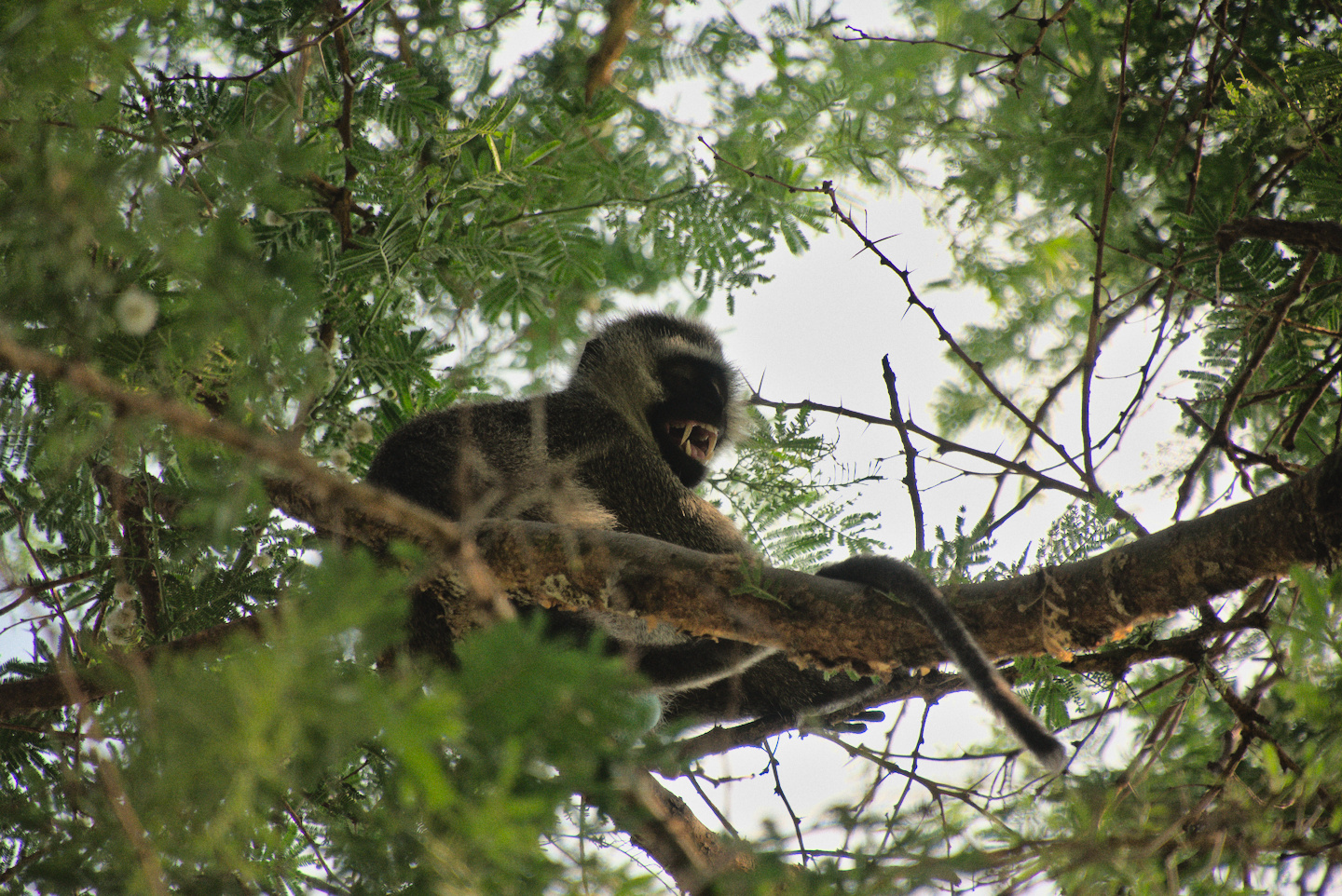 Monkeys