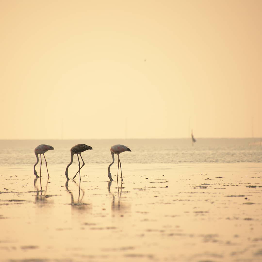 flamingos-iran