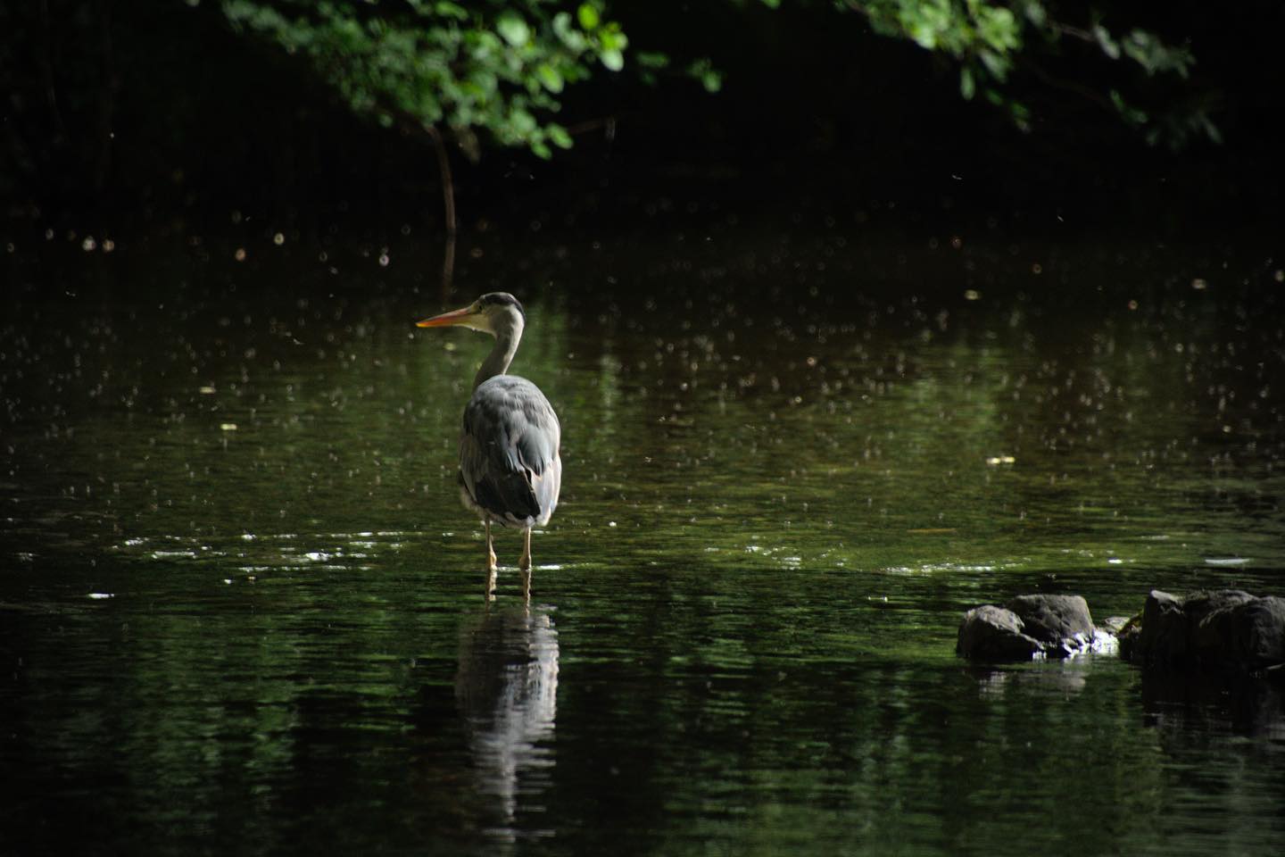 grey-heron-bushy-park