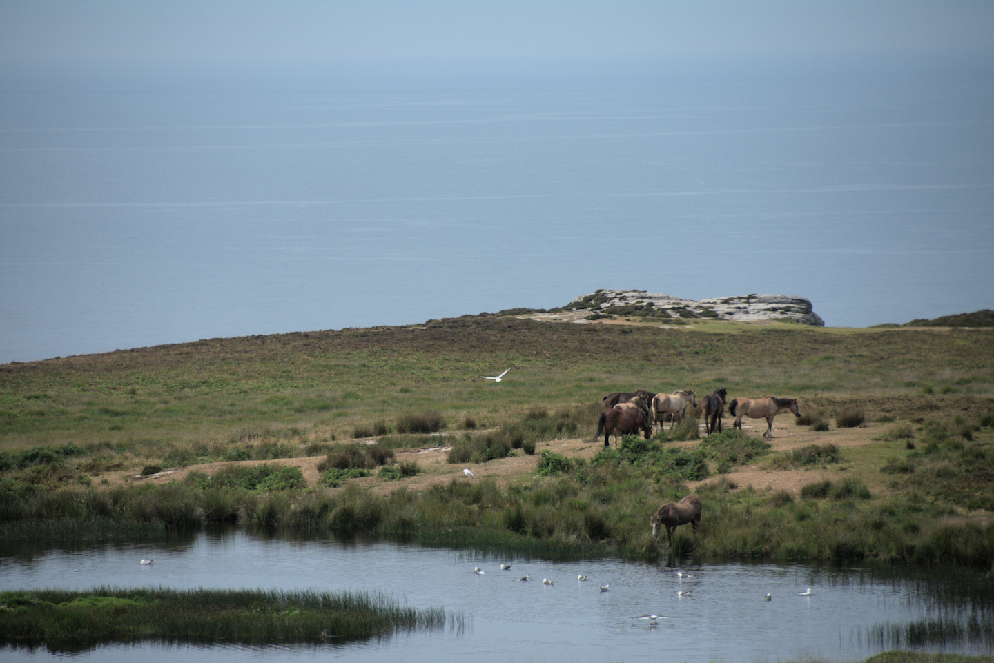 lundy-nature-reserve