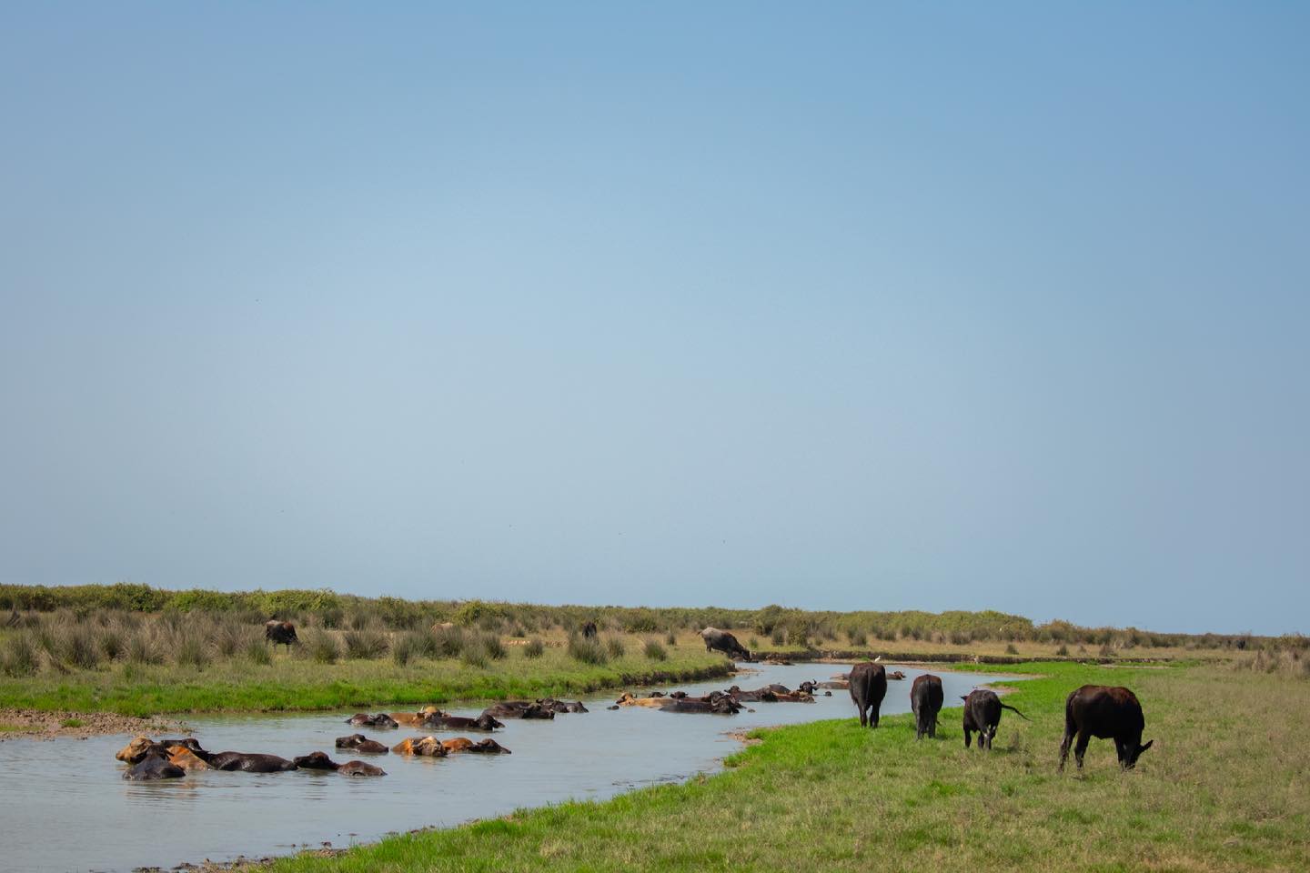 ox-bathing