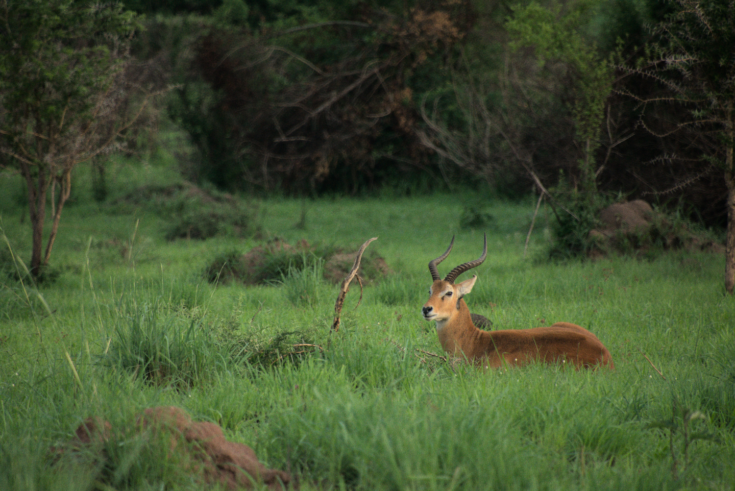 african-kob