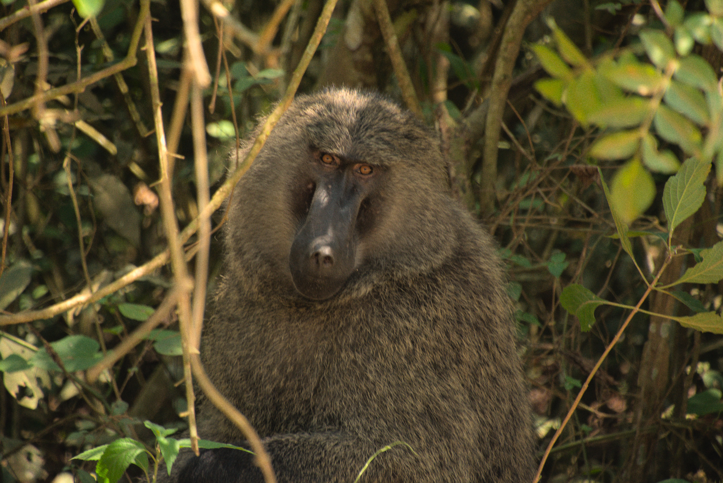 baboon-2