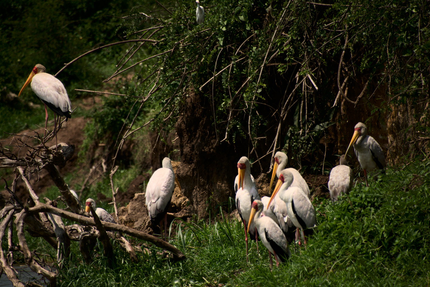 egret