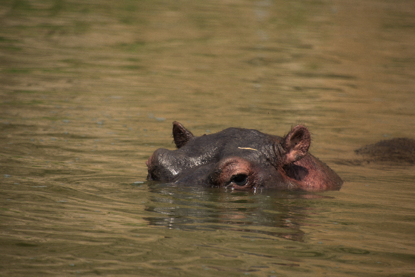 hippo