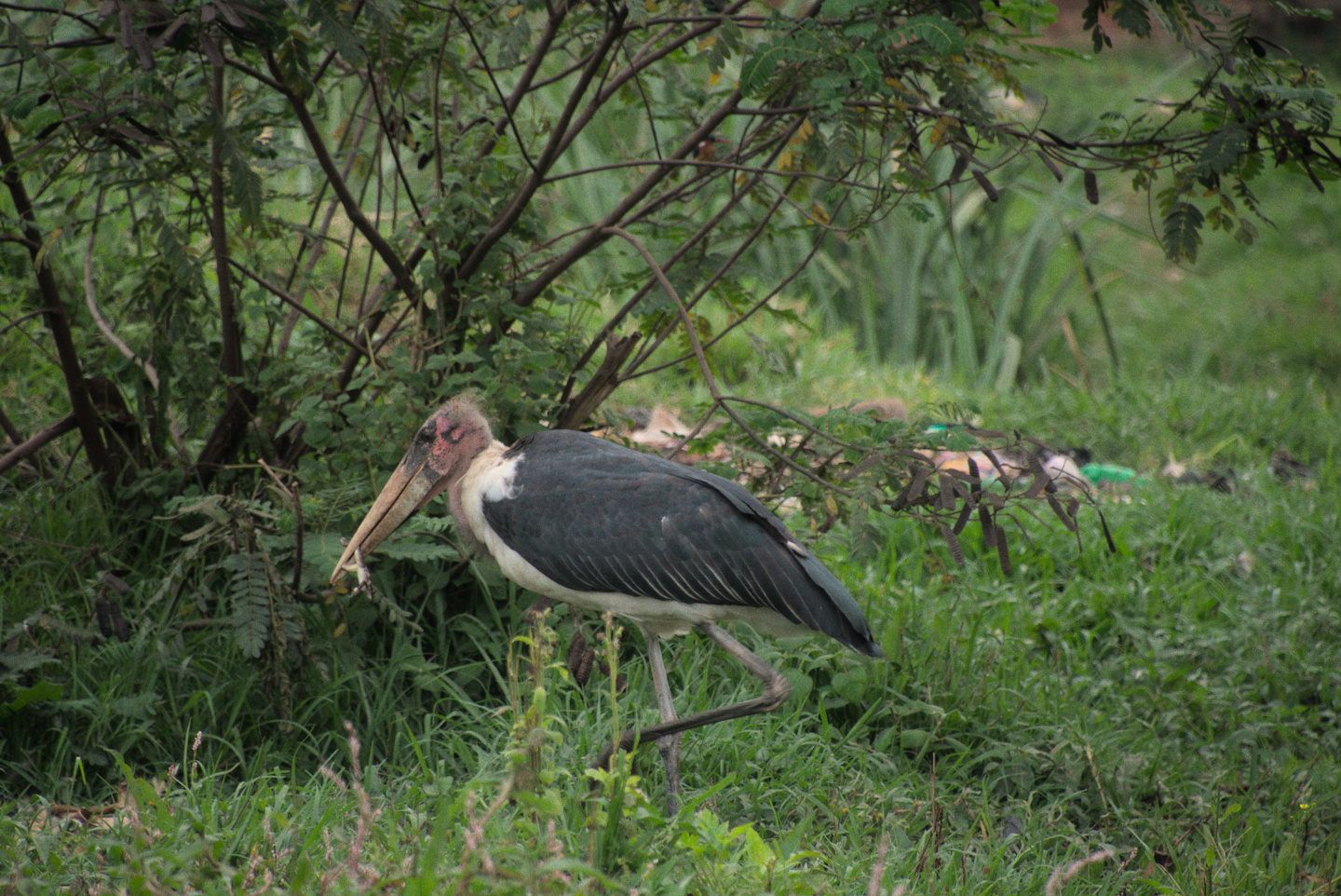 stork