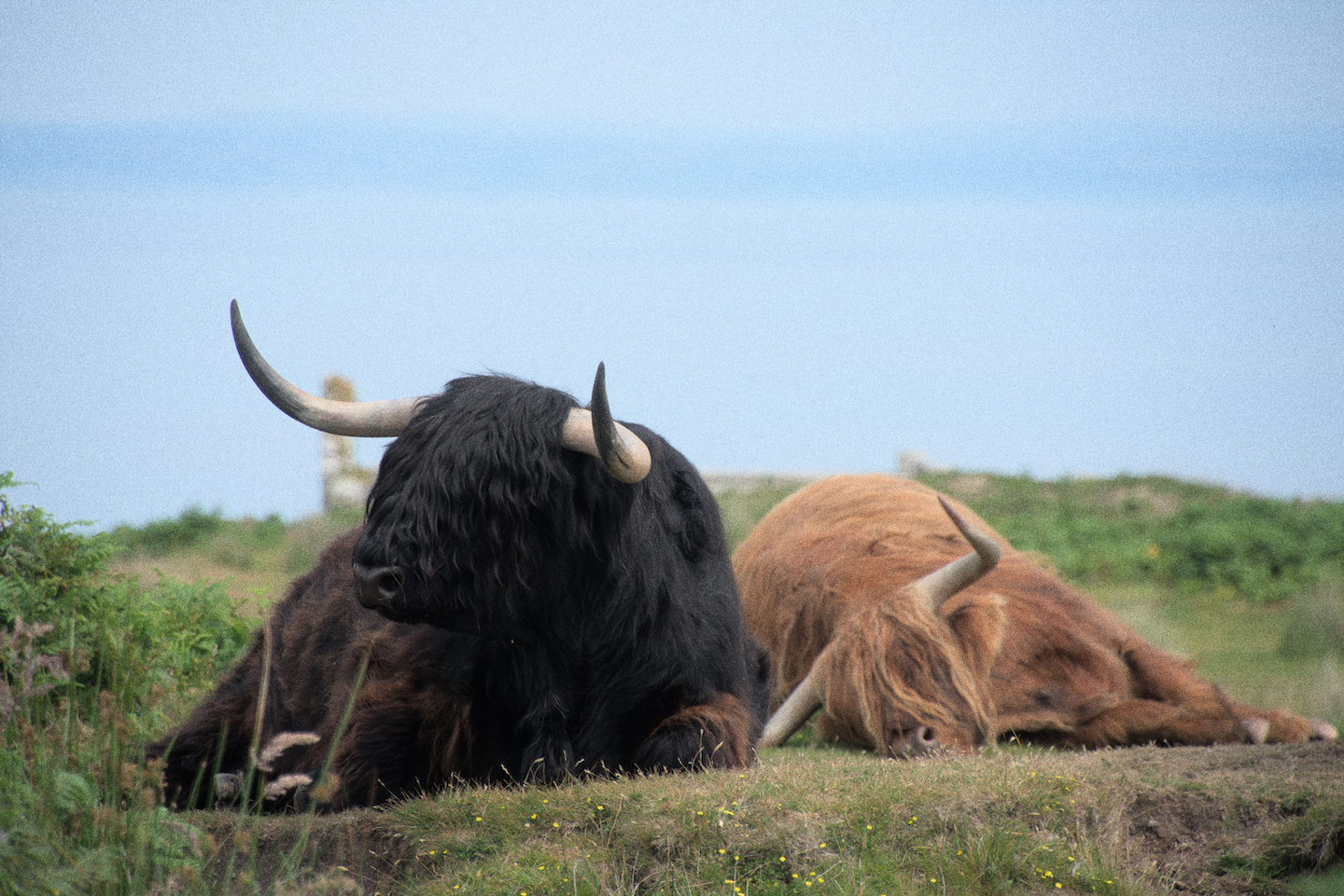 highland-cow-2