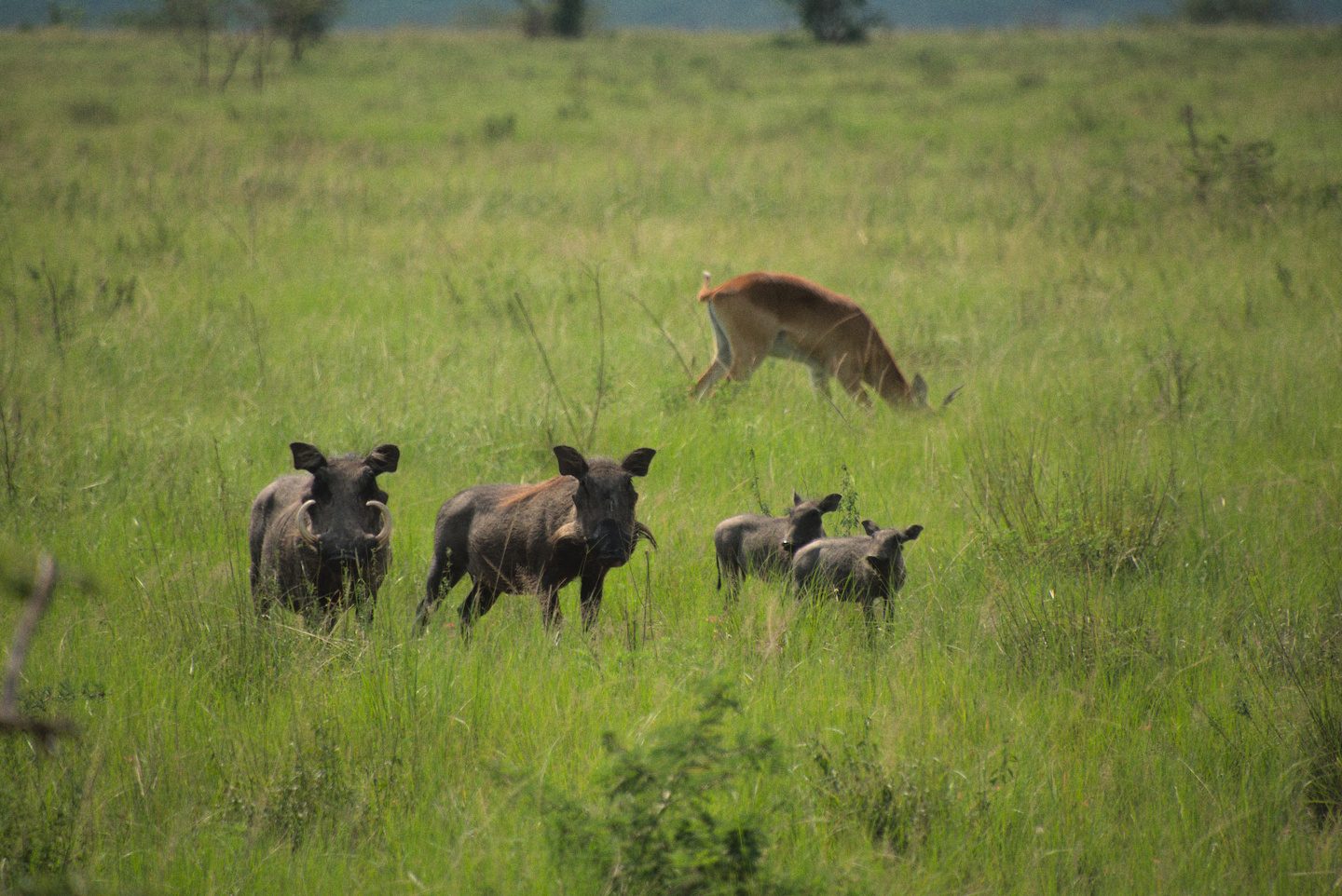 Warthogs