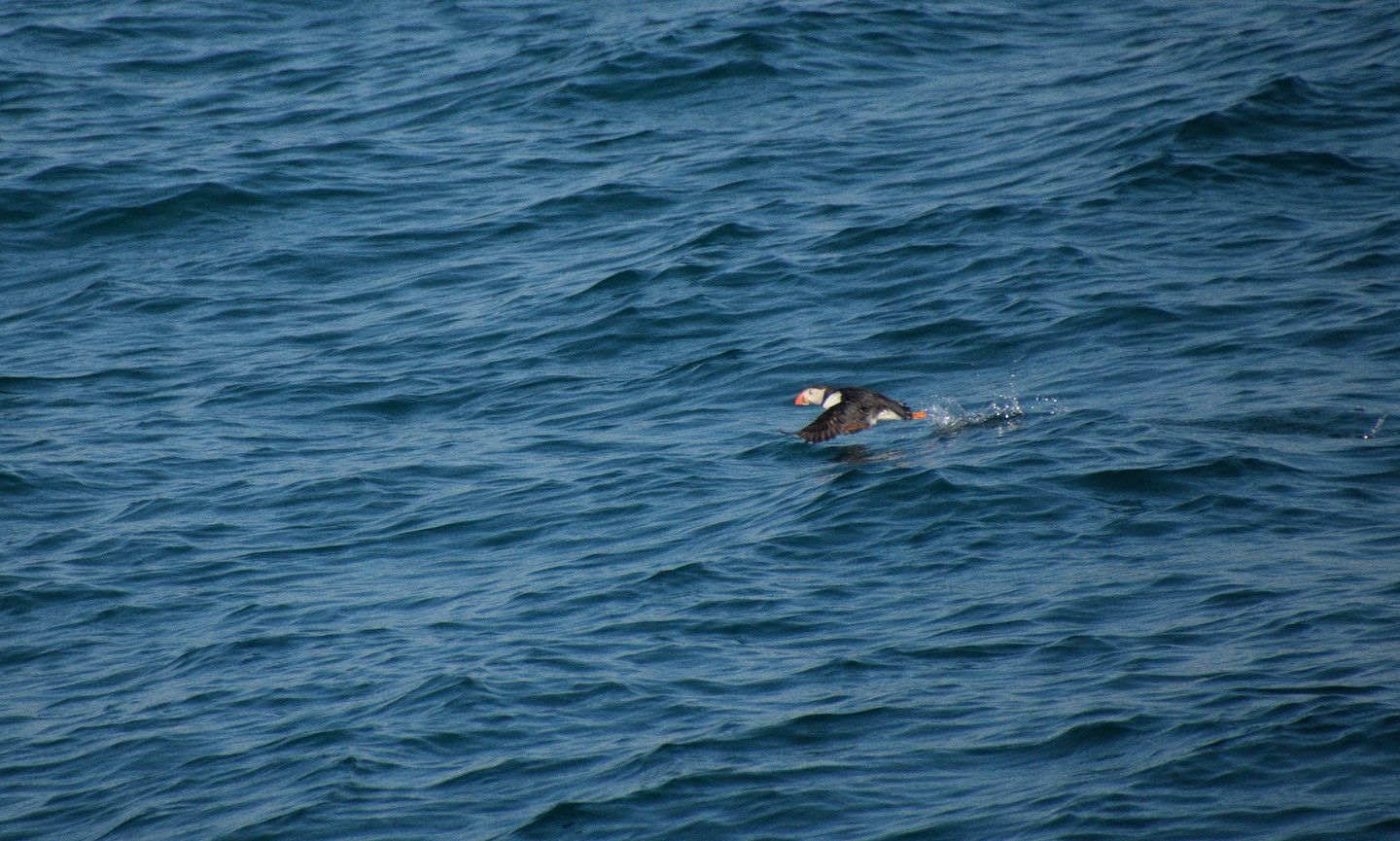 puffin