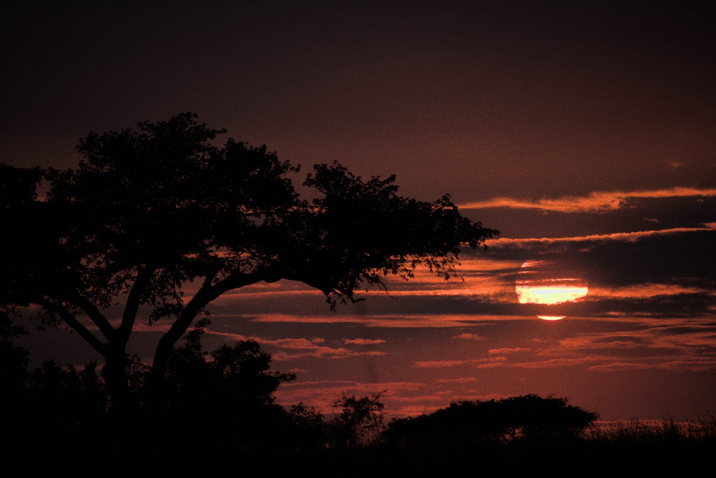 Savannah Sunrise