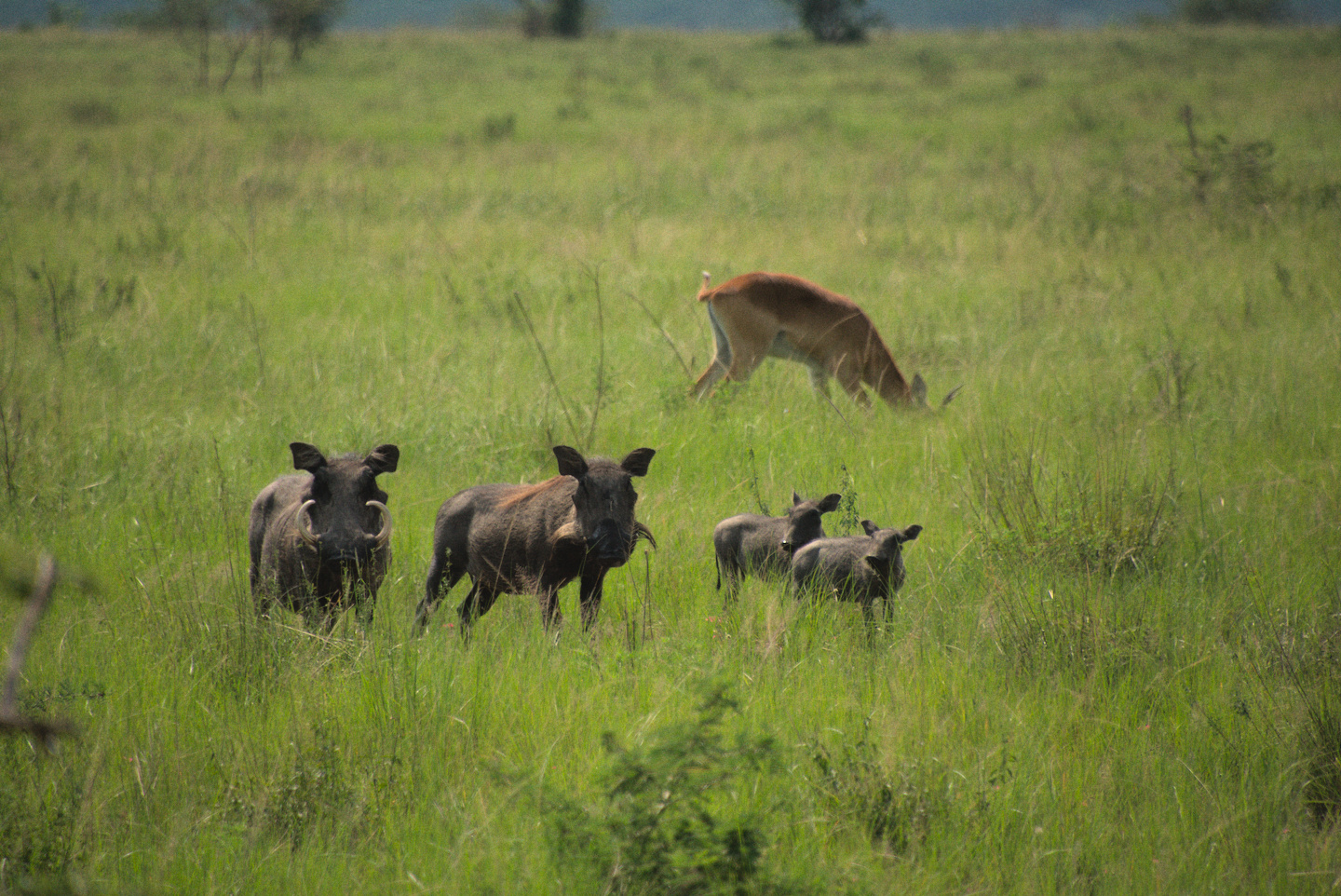Warthogs