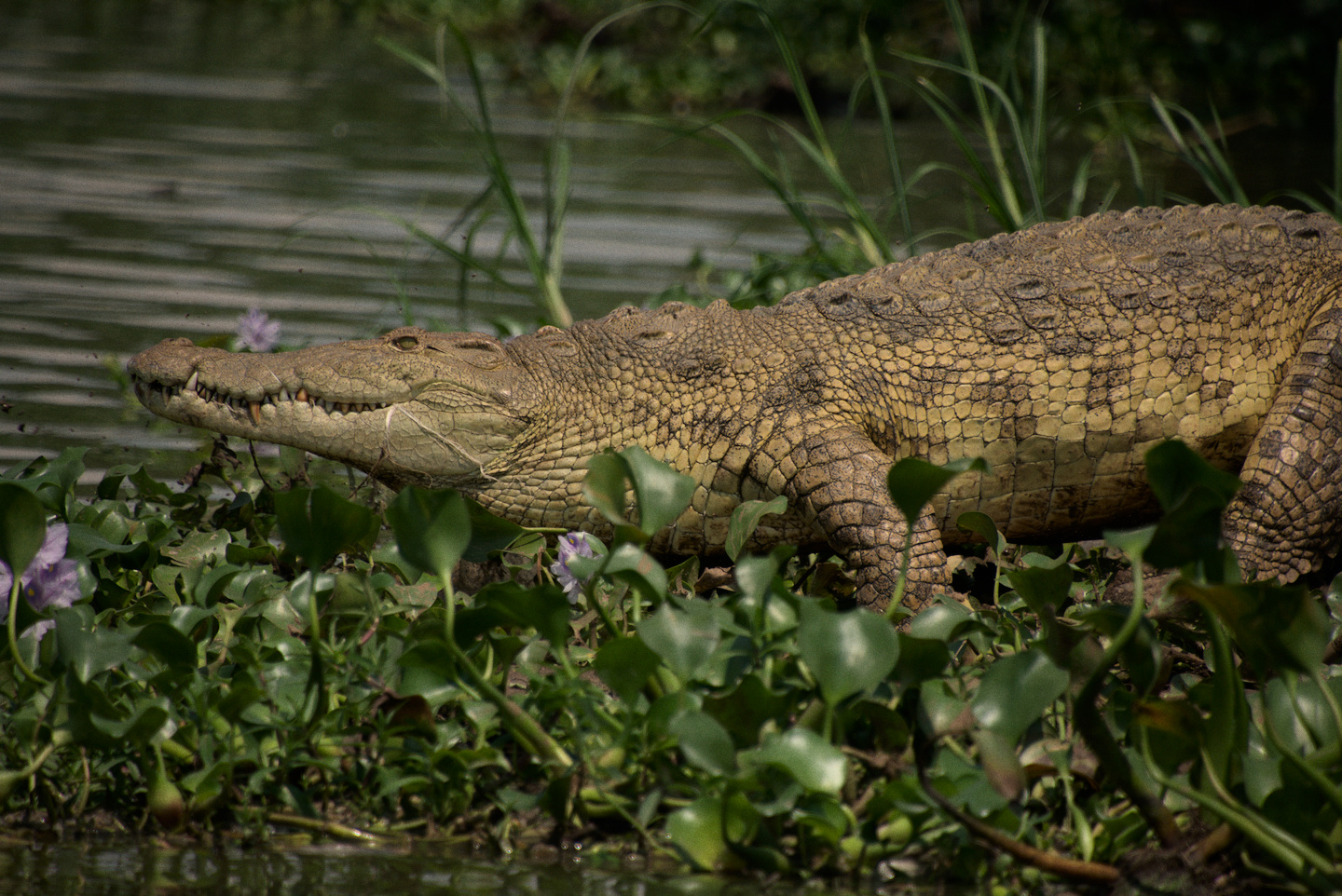 Nile Crocodile