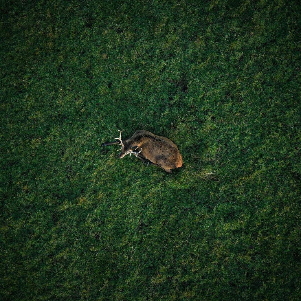 deer-above