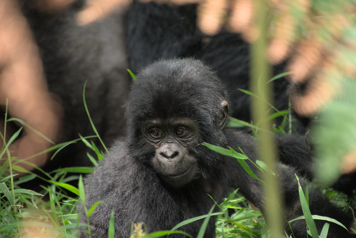baby
gorilla