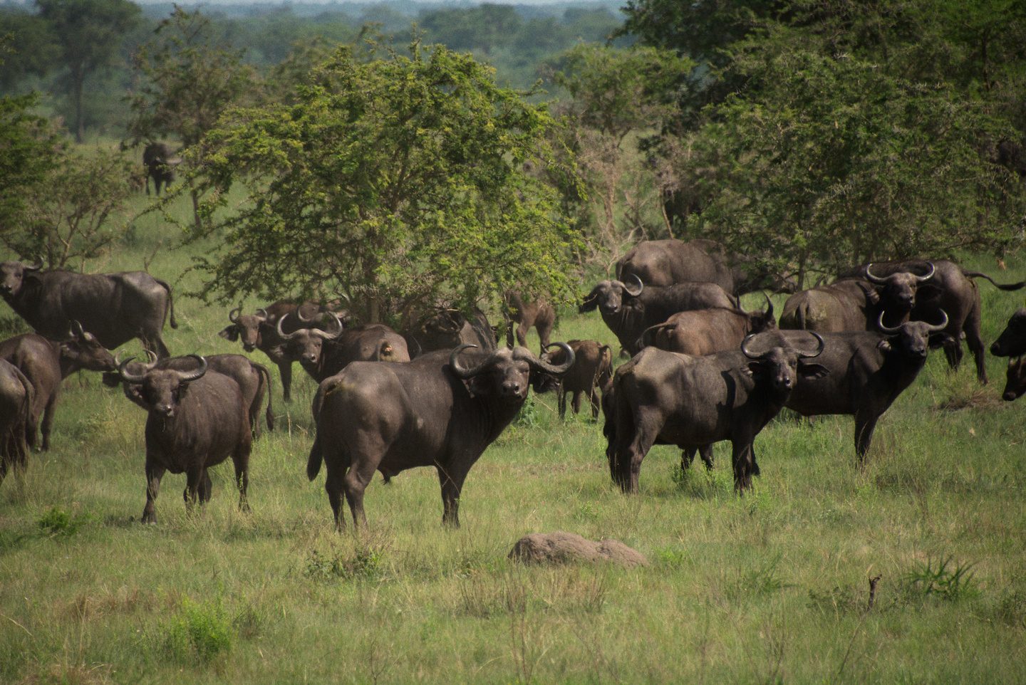 Buffalos