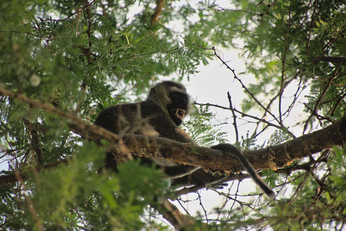 Monkeys
